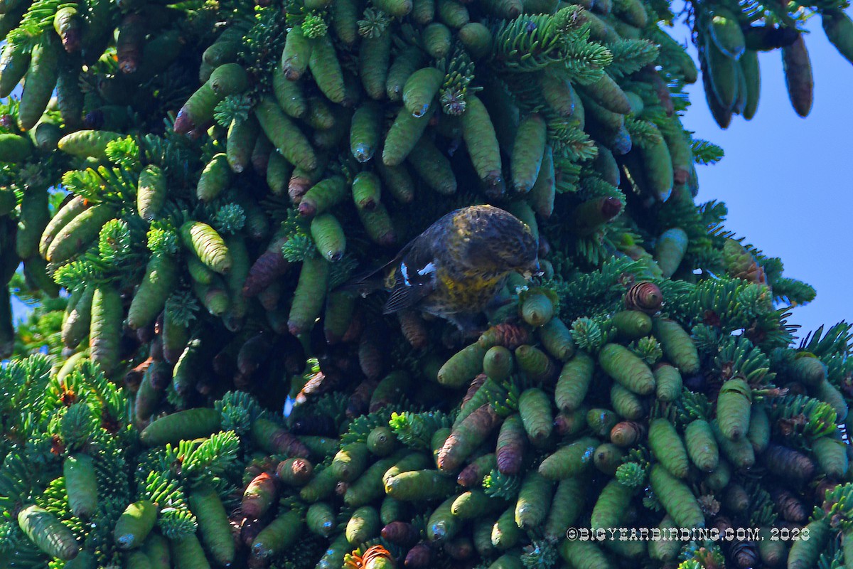 White-winged Crossbill - ML596465931