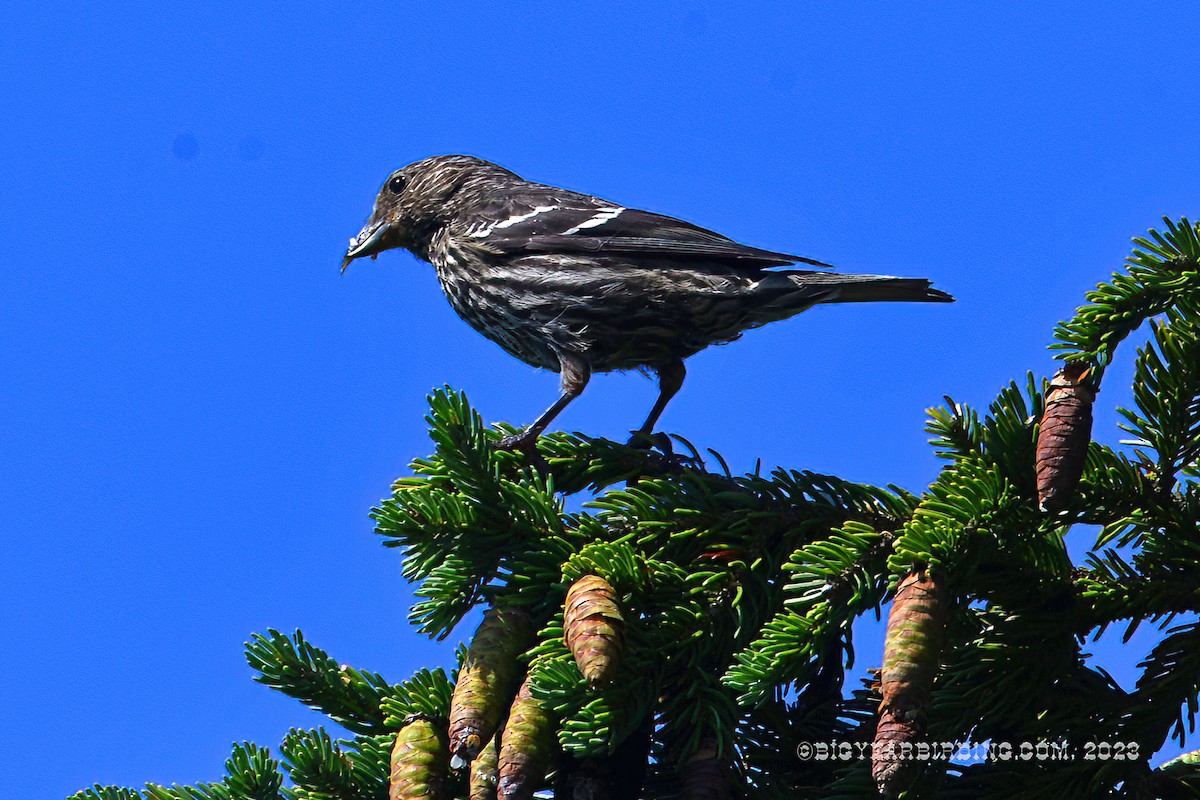 White-winged Crossbill - ML596465971