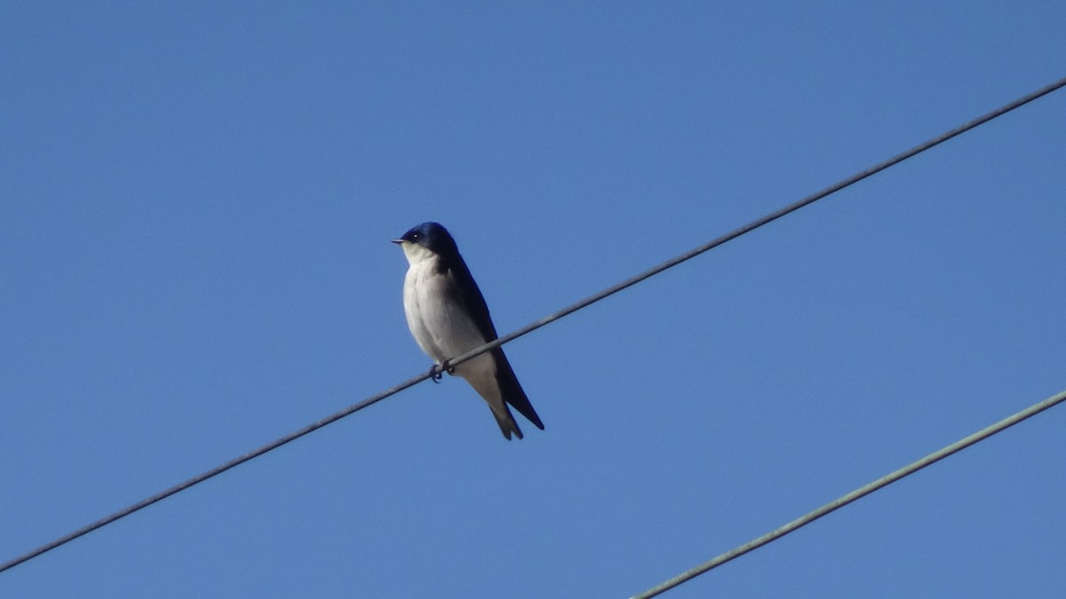 Chilean Swallow - ML596466131