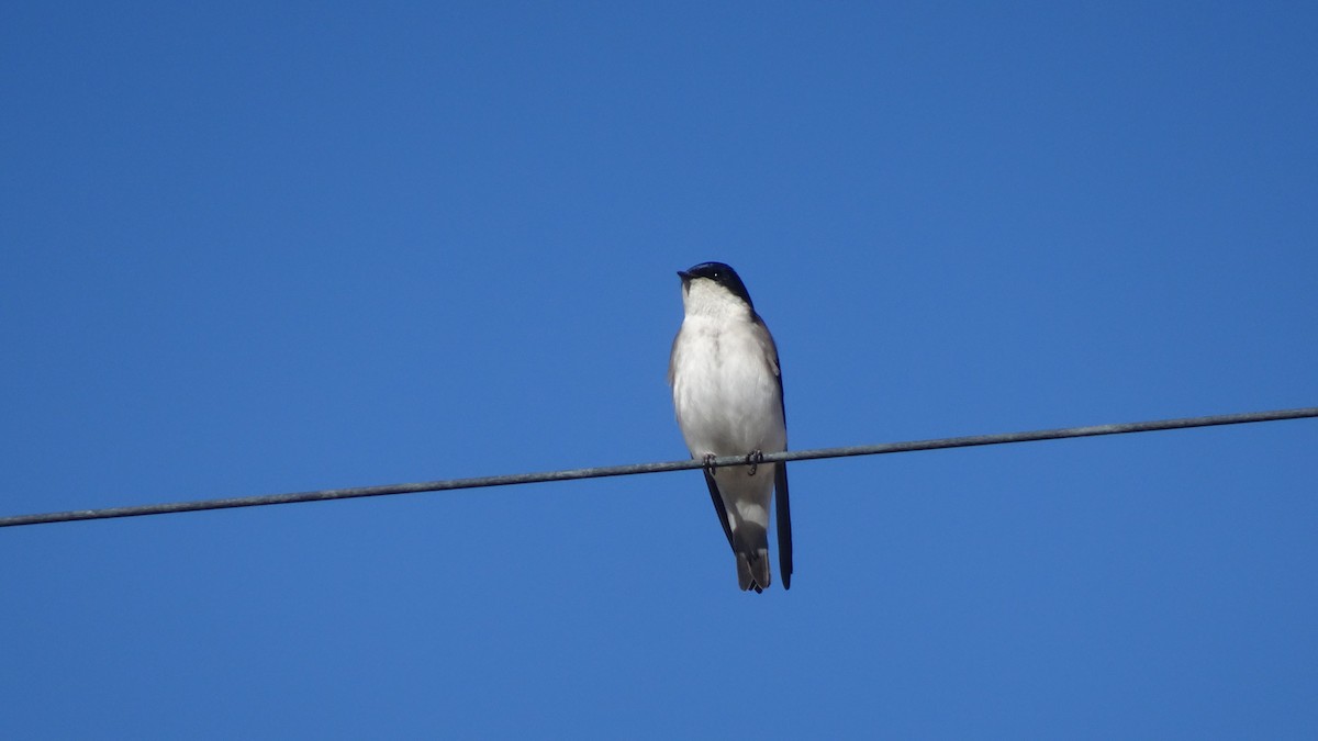 Chilean Swallow - ML596466151