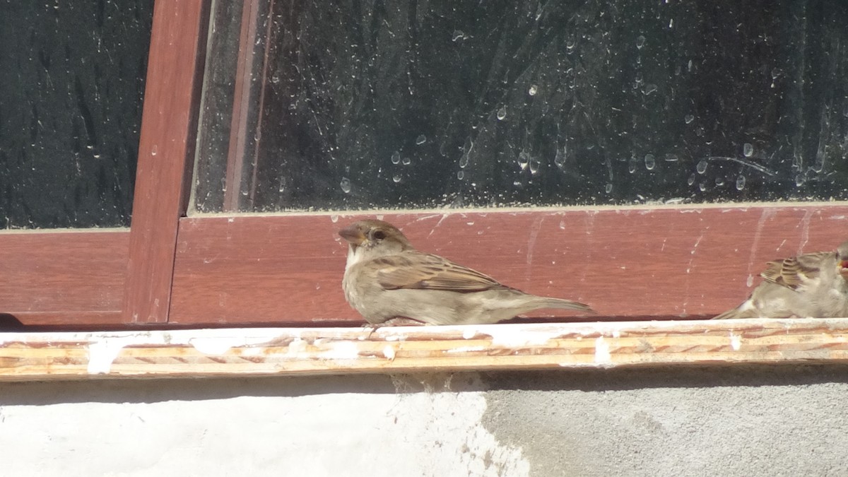 House Sparrow - ML596466241