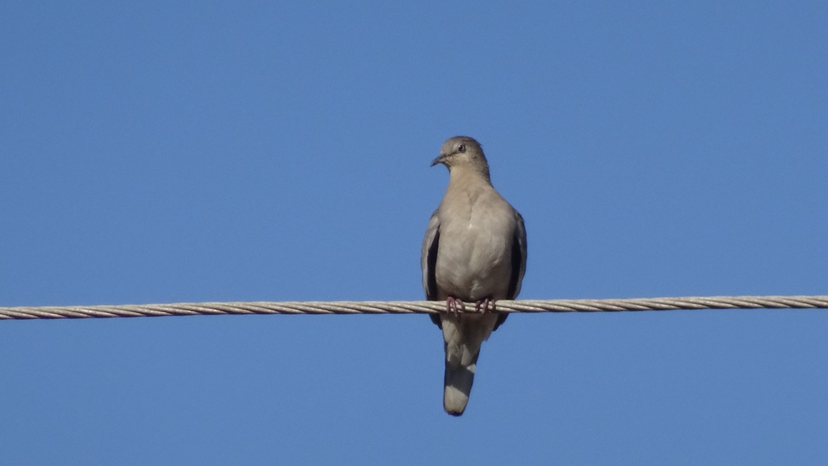 Eared Dove - ML596466301