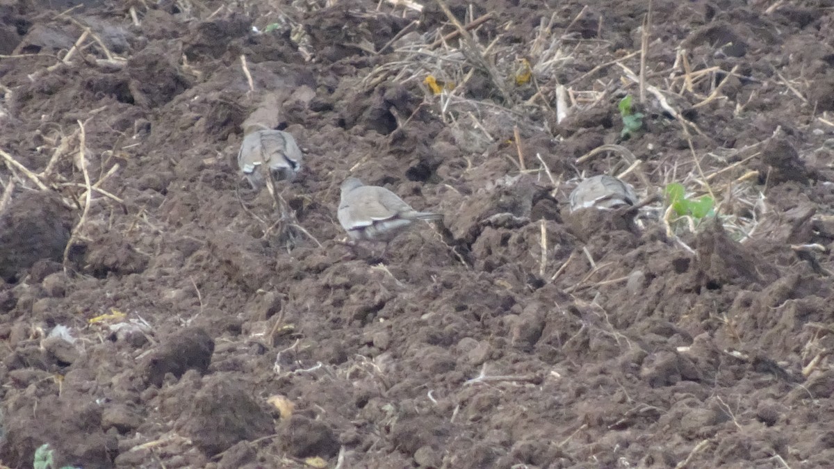 Picui Ground Dove - ML596466361