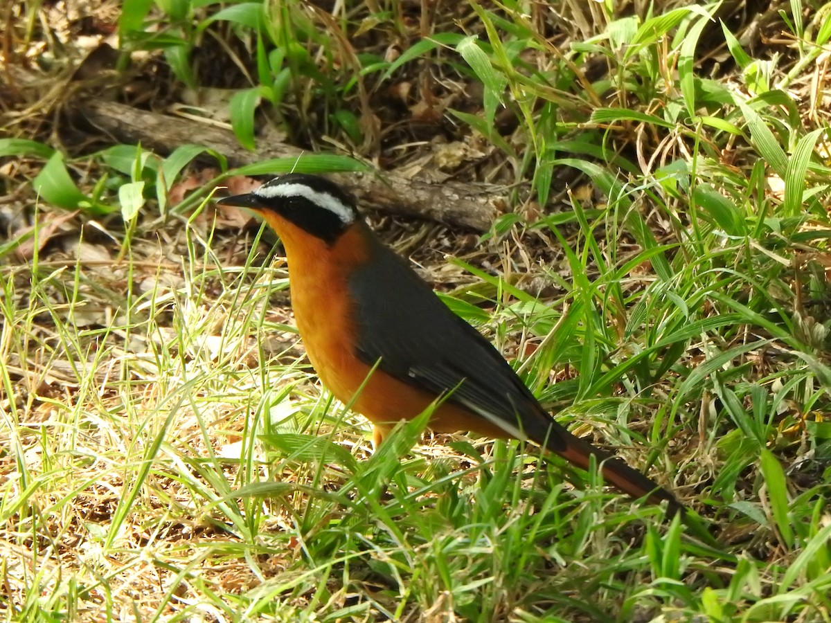 White-browed Robin-Chat - ML596466451