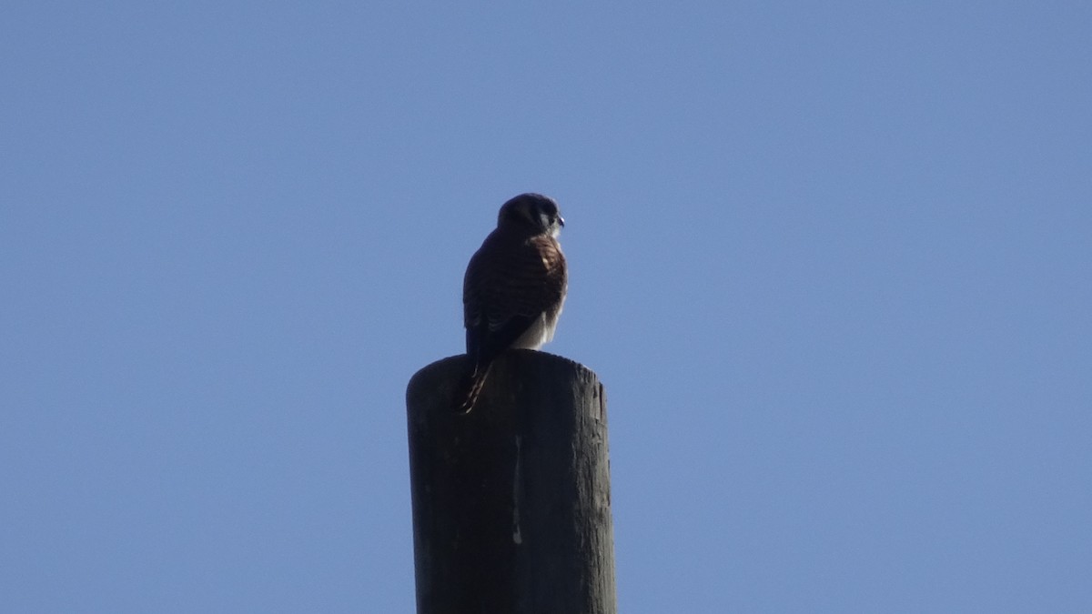 American Kestrel - ML596466501