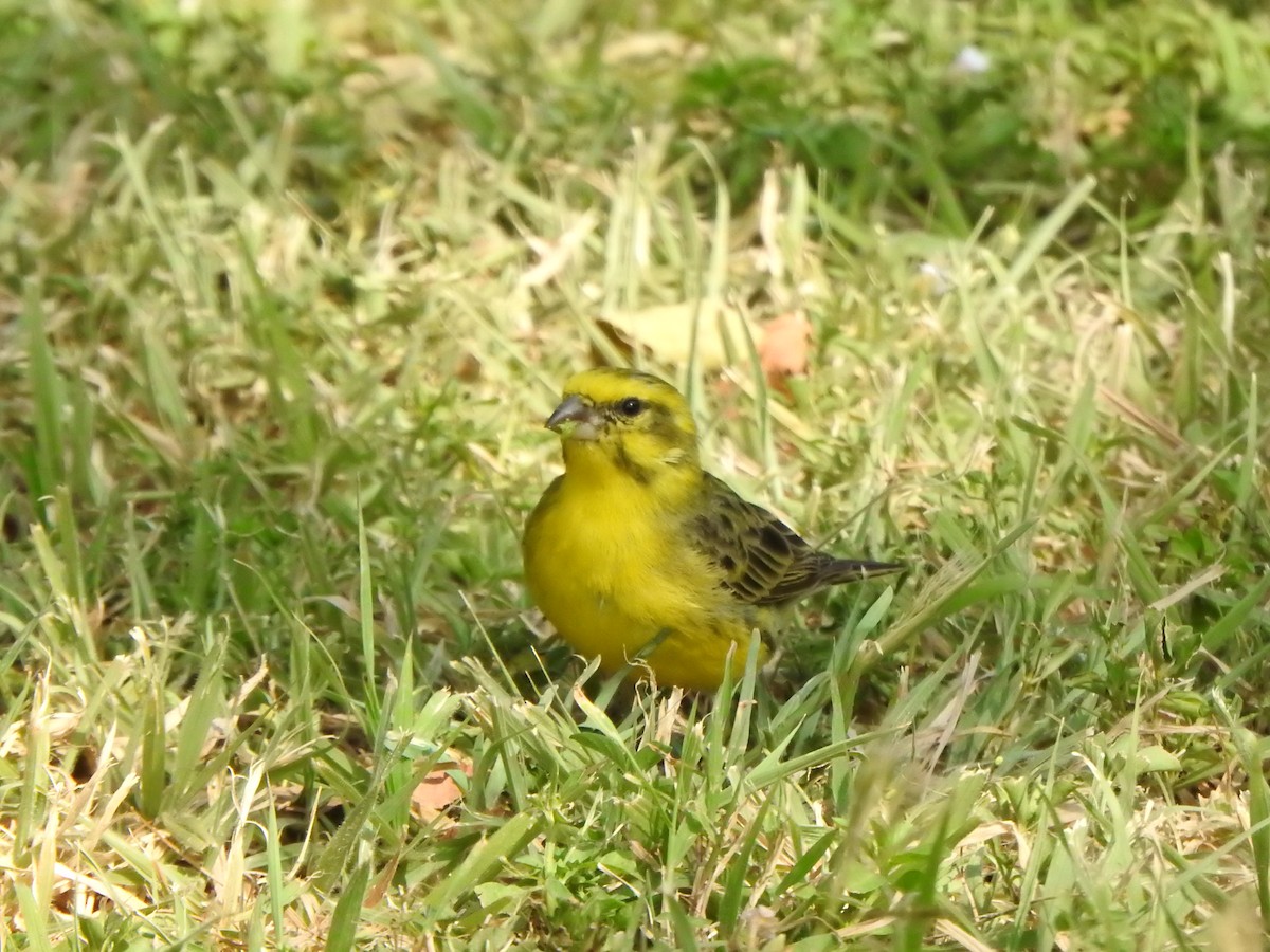 White-bellied Canary - ML596466681