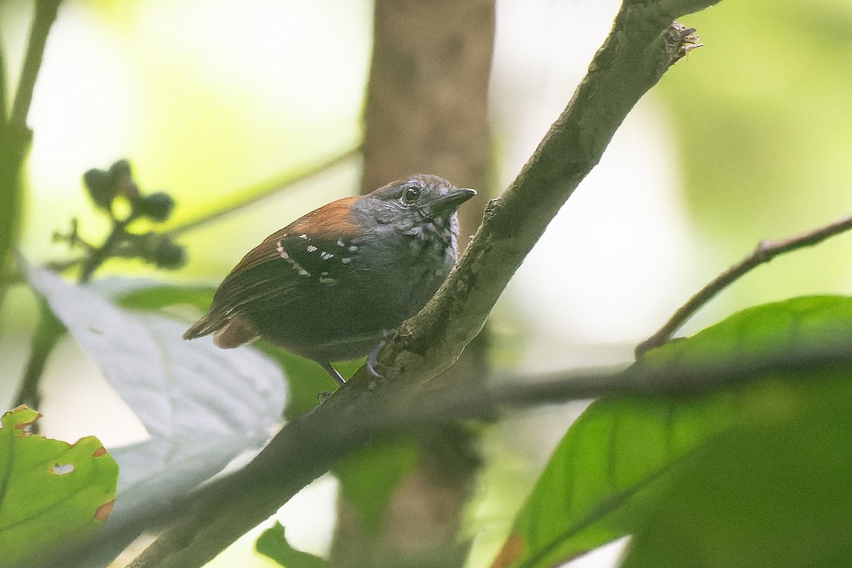 Rufous-backed Stipplethroat - Guillermo  Saborío Vega