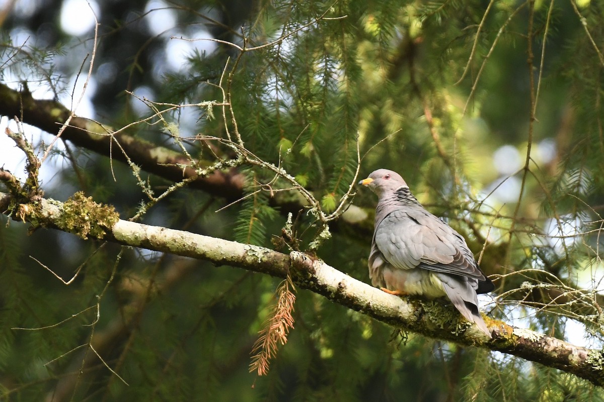 Band-tailed Pigeon - ML596466931