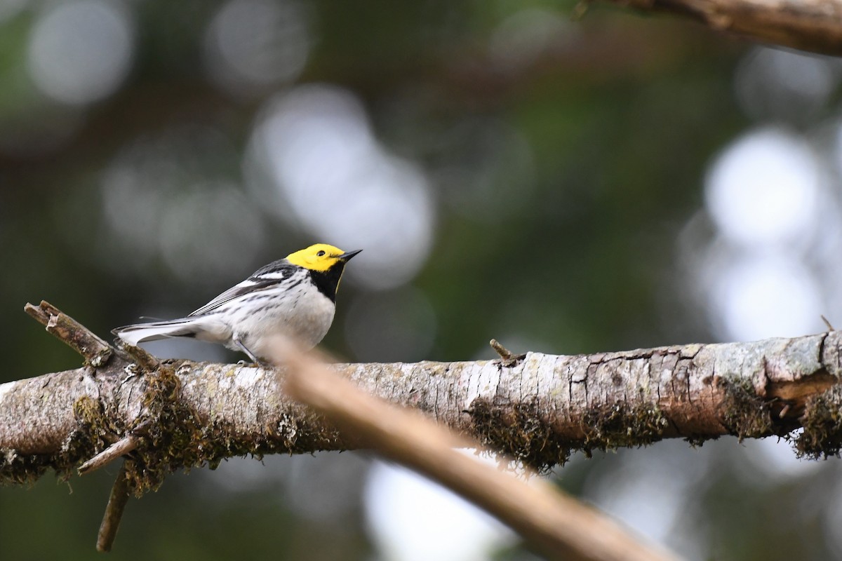 Hermit Warbler - ML596467091