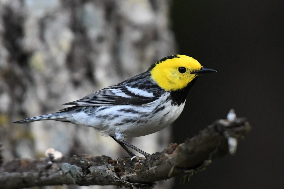 Hermit Warbler - ML596467121