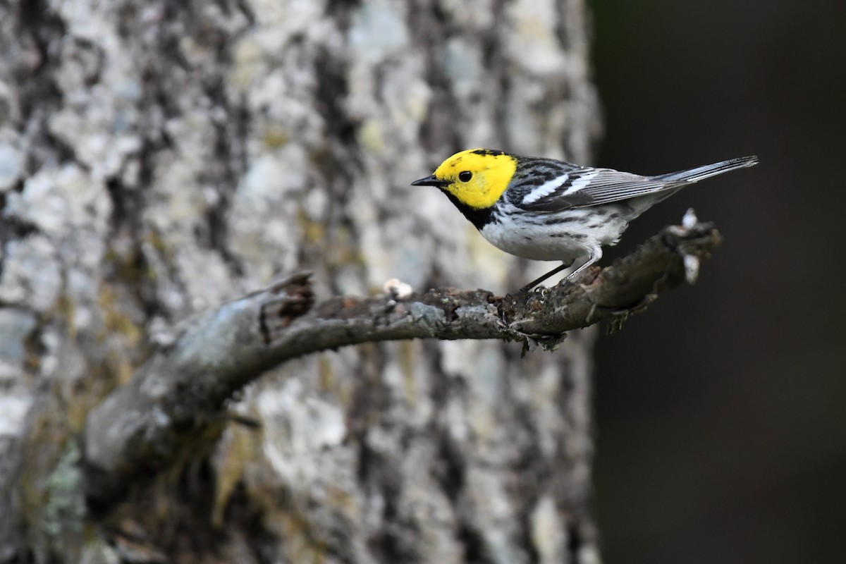 Hermit Warbler - ML596467141