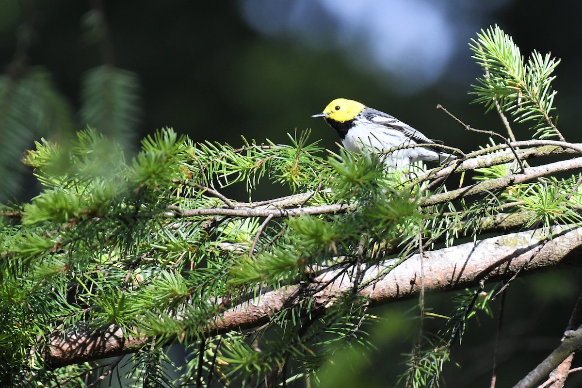 Hermit Warbler - ML596467191