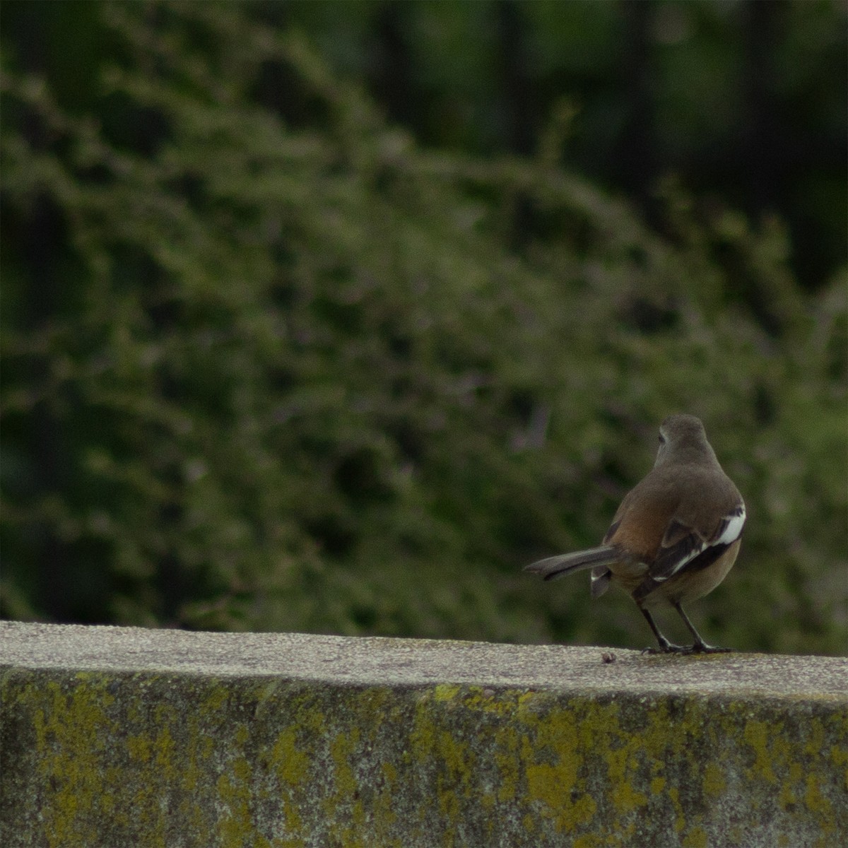 White-banded Mockingbird - ML596467211