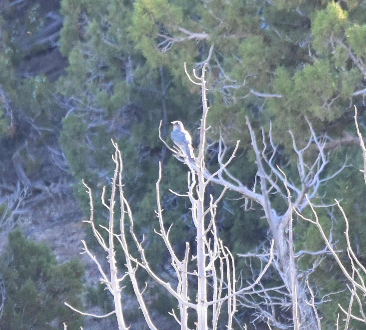 Pinyon Jay - ML596468181