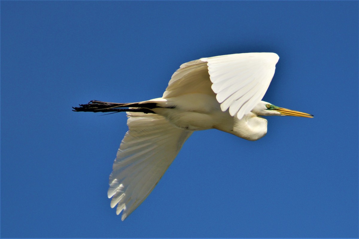 Great Egret - Robert Rice