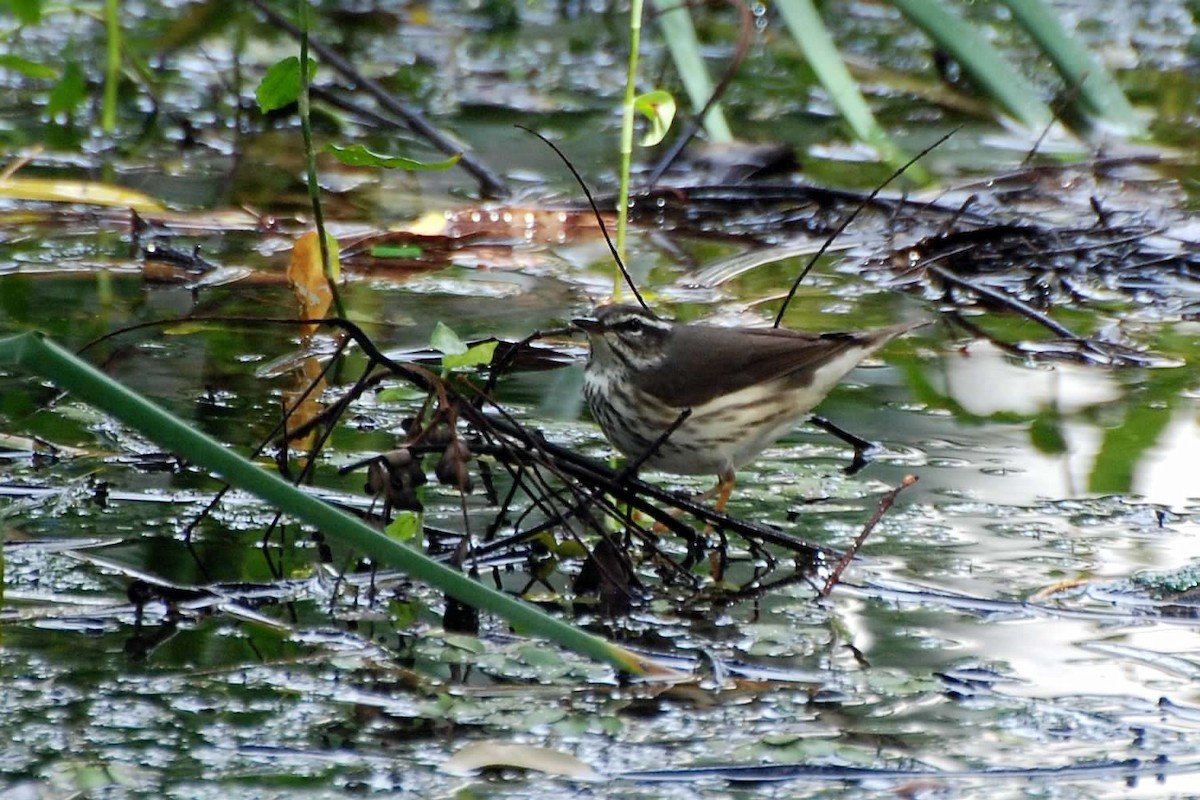 Louisiana Waterthrush - ML596469041