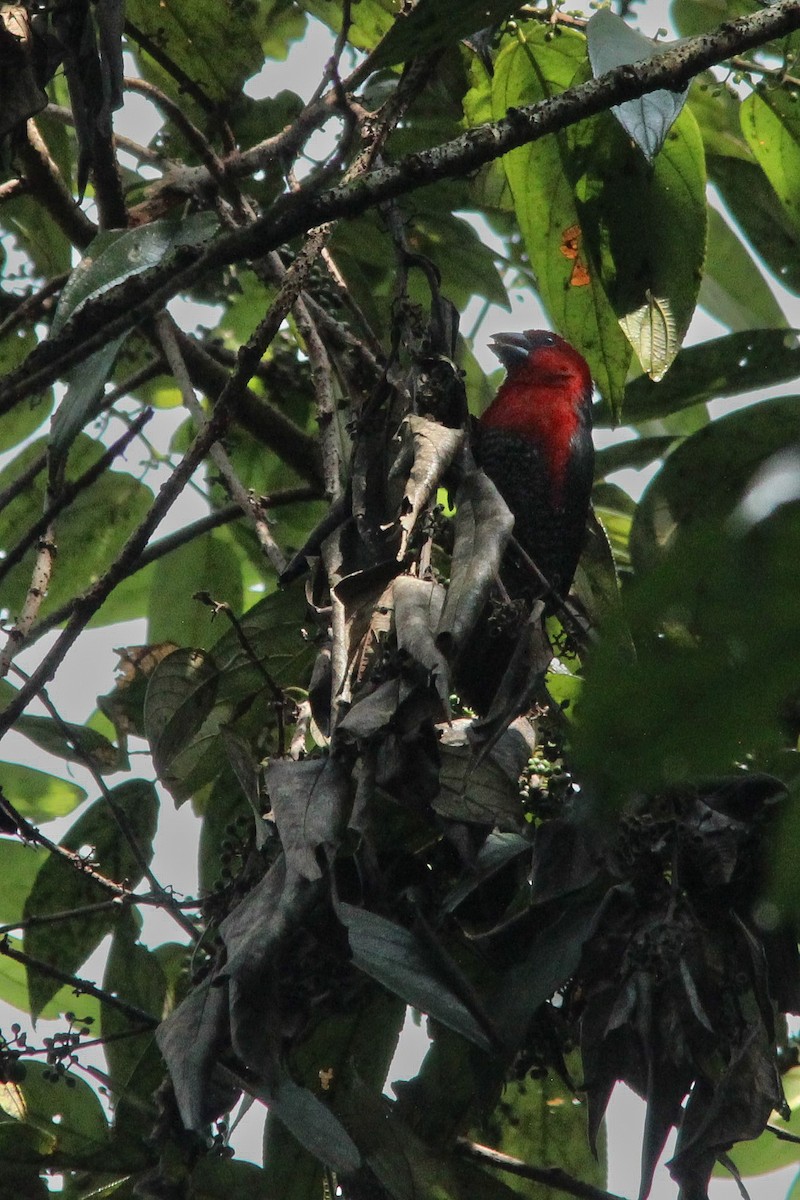 Red-headed Bluebill - ML596470011