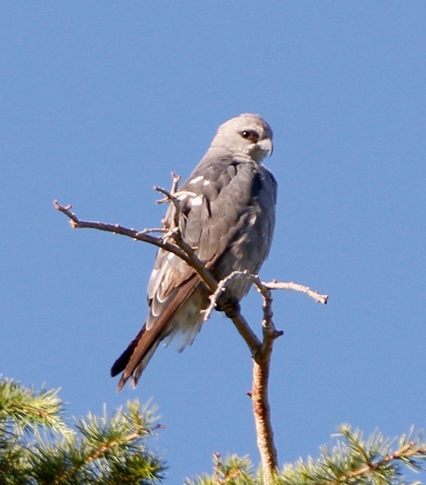 Mississippi Kite - Russell Kokx