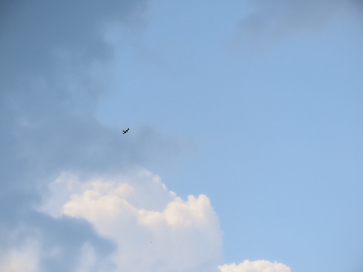 Swallow-tailed Kite - Herky Birder
