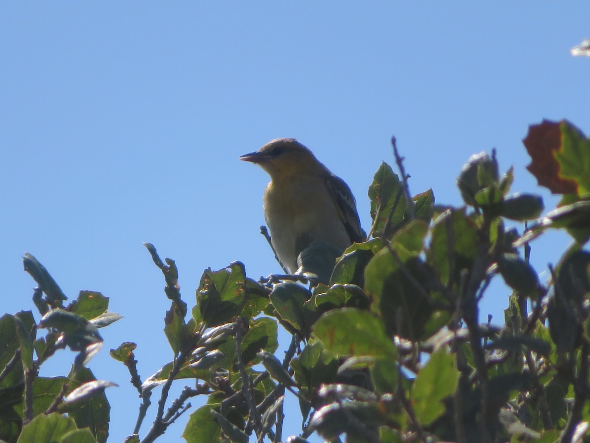 Bullock's Oriole - Aidan Sinha