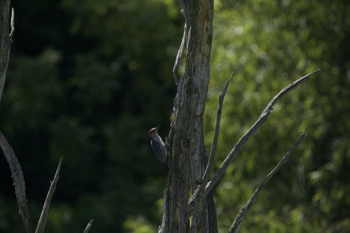 Red-bellied Woodpecker - ML596473141