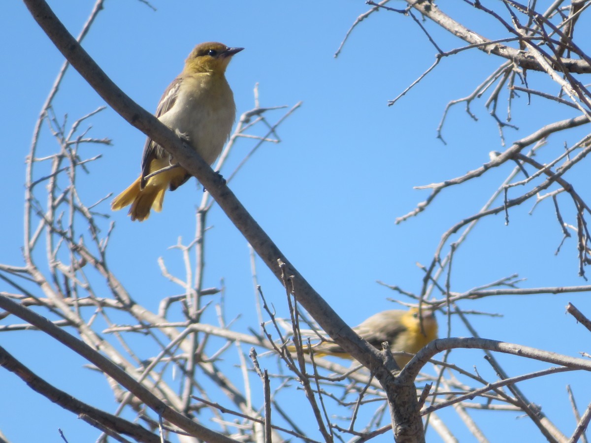 Bullock's Oriole - Aidan Sinha