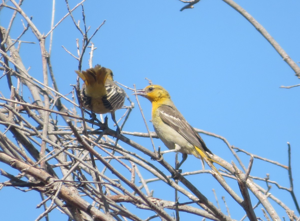 Bullock's Oriole - Aidan Sinha