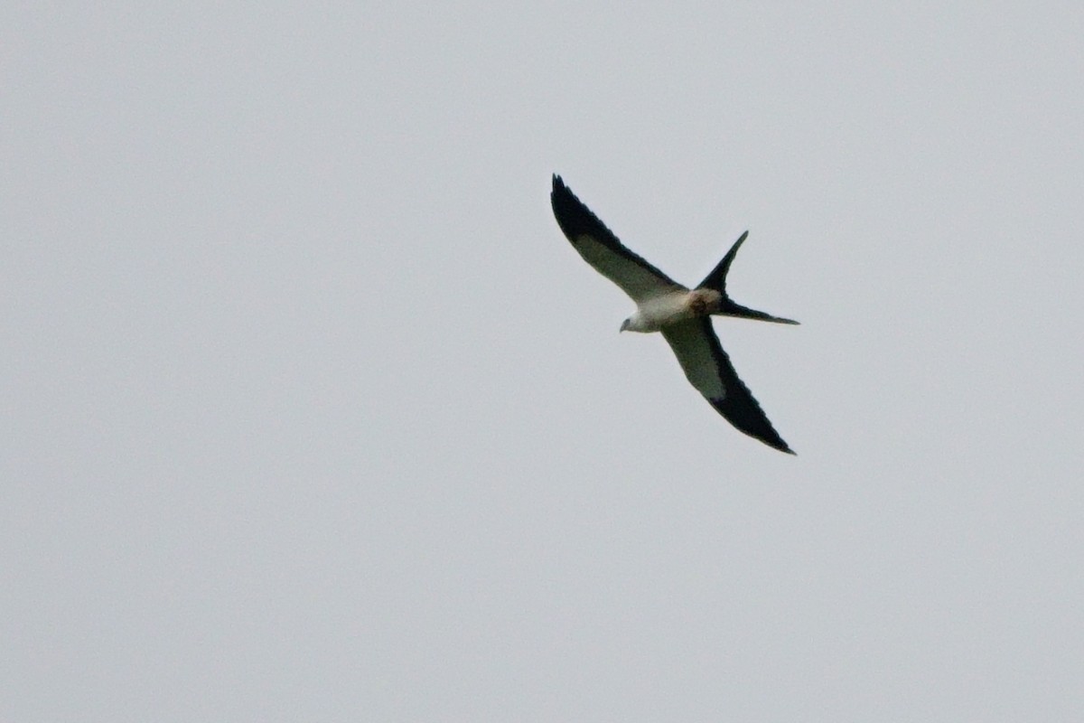 Swallow-tailed Kite - Volker Bahn