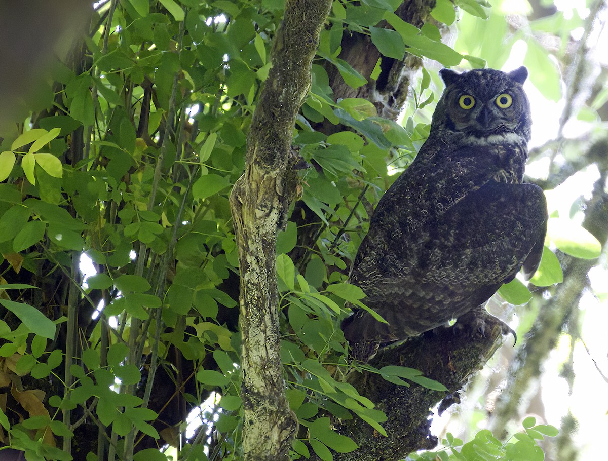 Great Horned Owl - Gregory Johnson