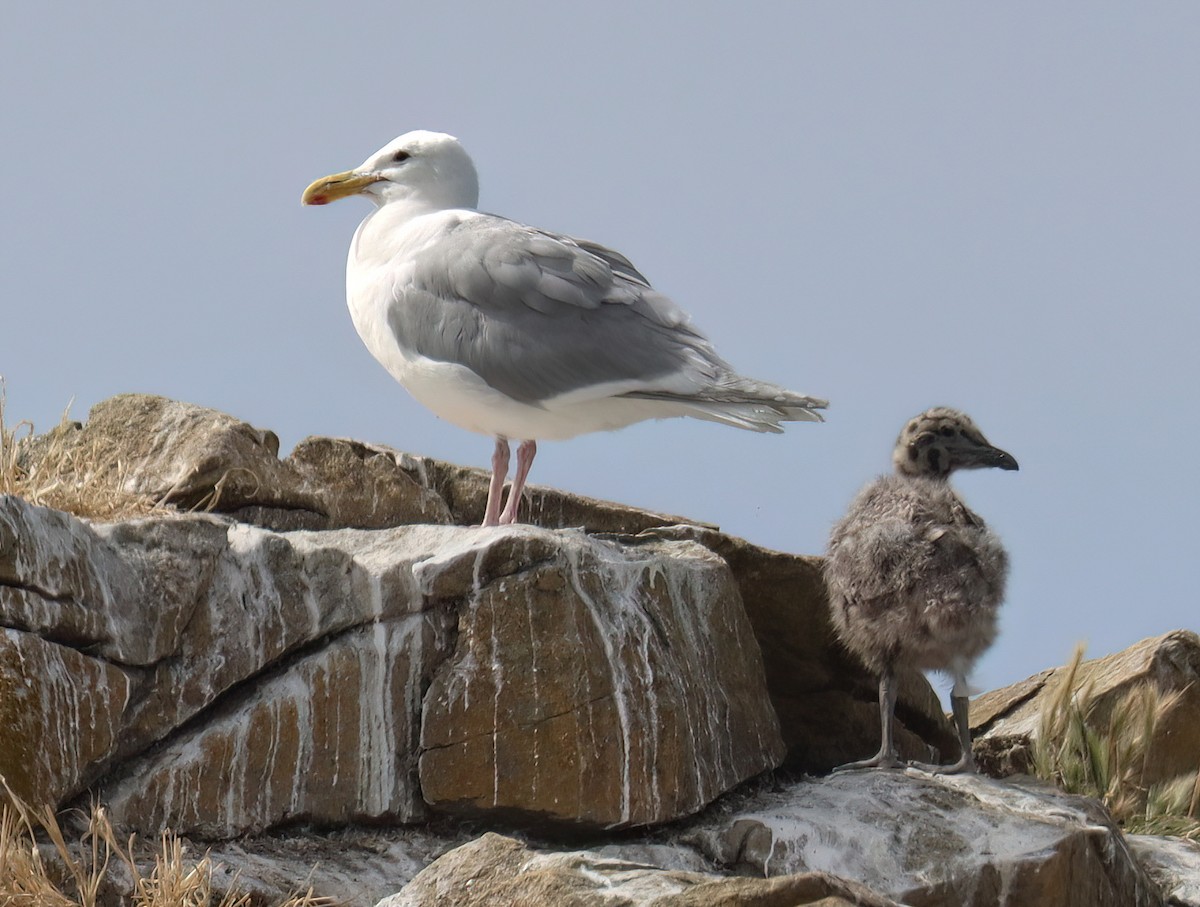 Glaucous-winged Gull - ML596474891