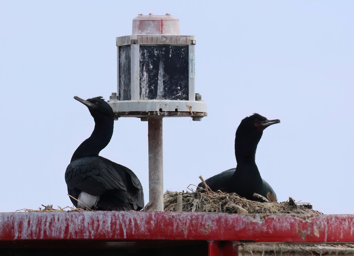 Pelagic Cormorant - ML596474981