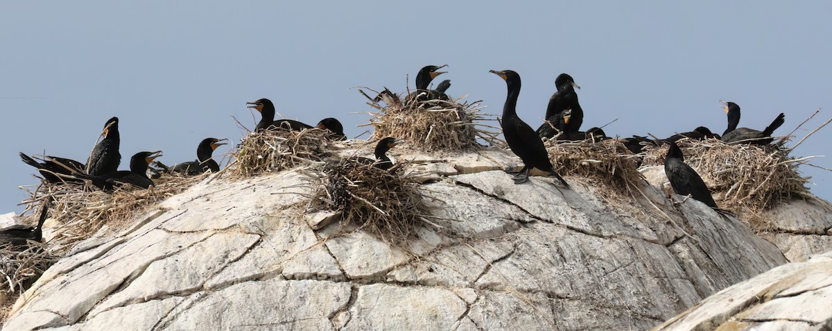 Double-crested Cormorant - ML596475071