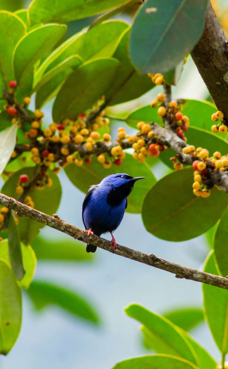 Short-billed Honeycreeper - Andrey Paredes