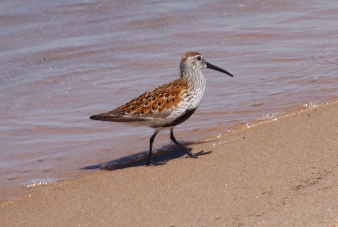 Dunlin - Jeff Kunitzer