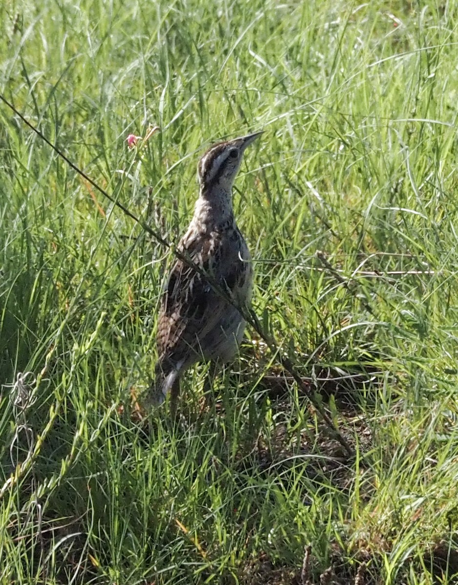 Chihuahuan Meadowlark - ML596475821