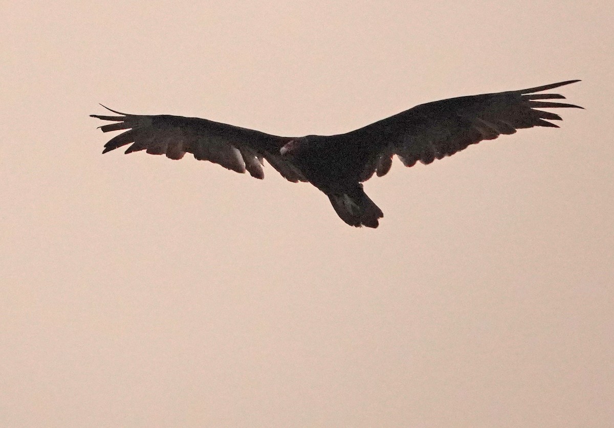 Turkey Vulture - ML596476521