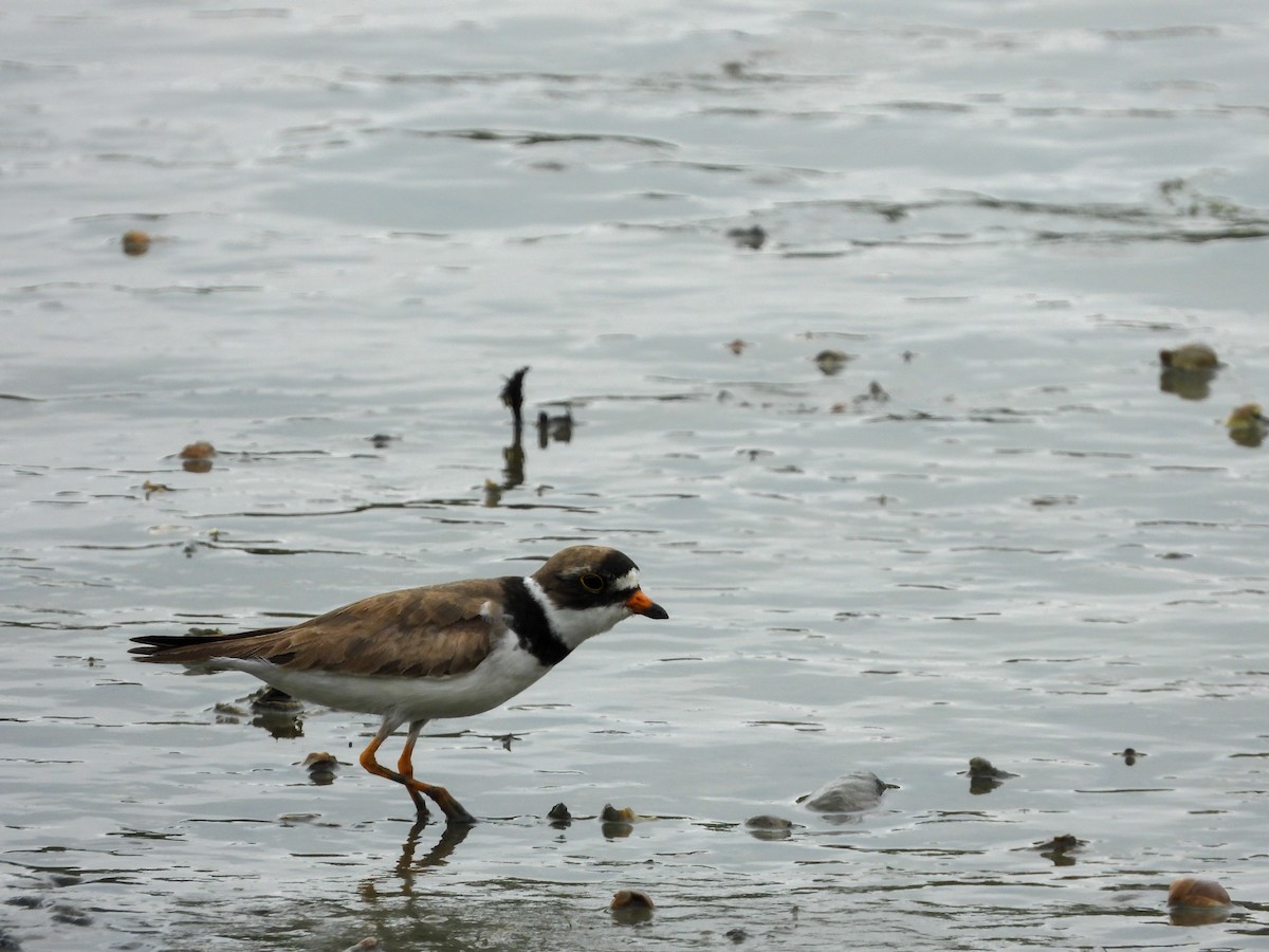 Semipalmated Plover - ML596476801