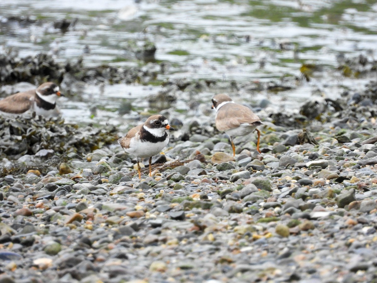 Semipalmated Plover - ML596476811