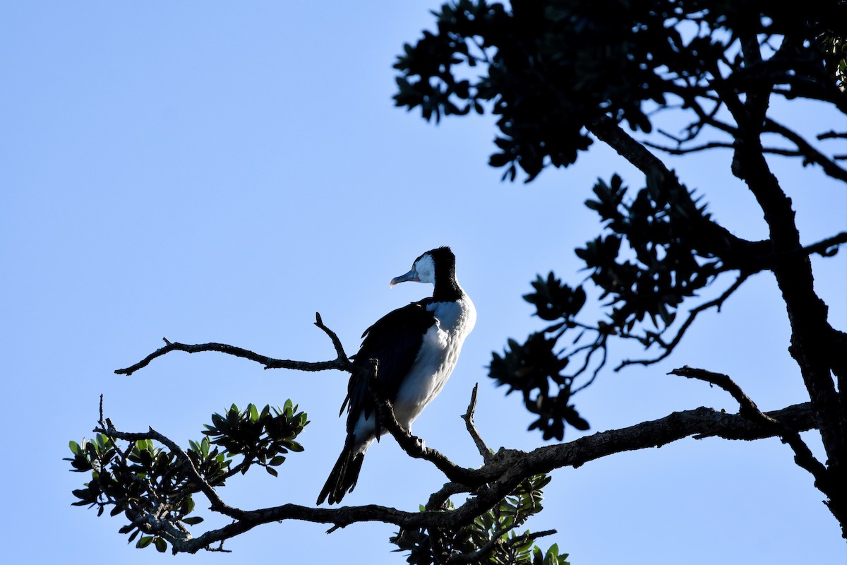 Cormorán Pío - ML596477841