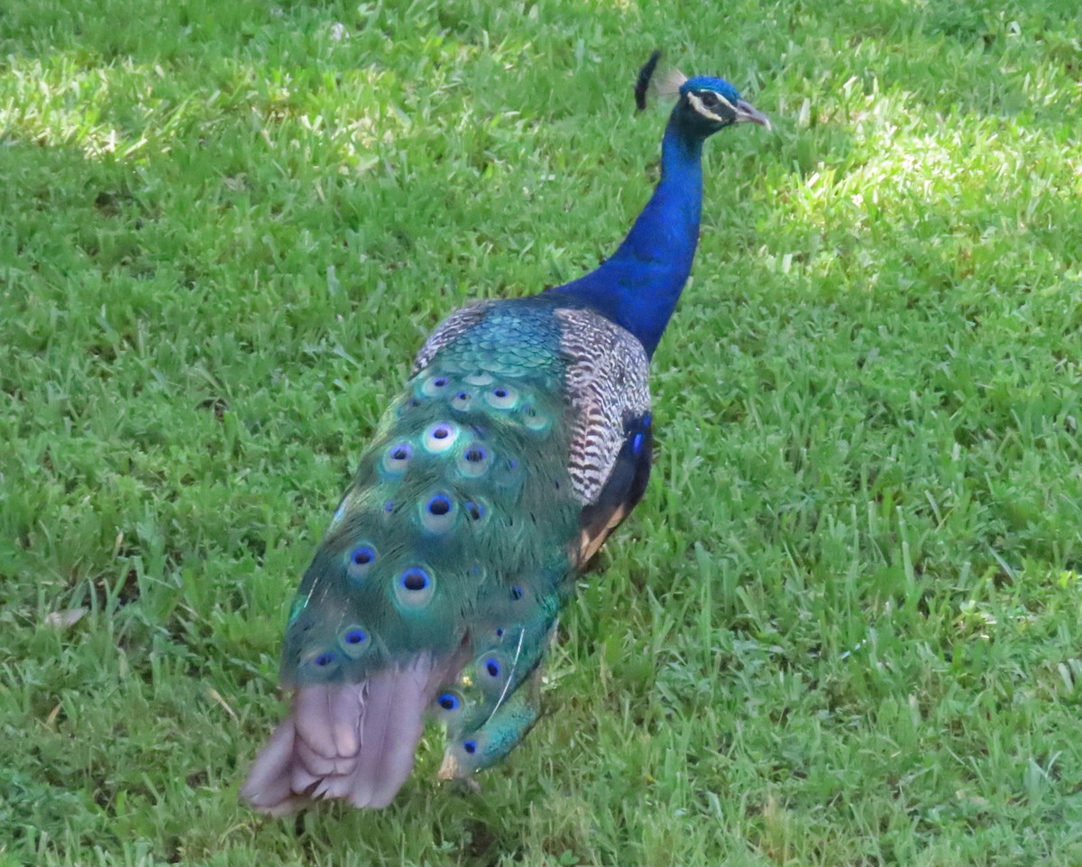 Indian Peafowl - Laurie Witkin