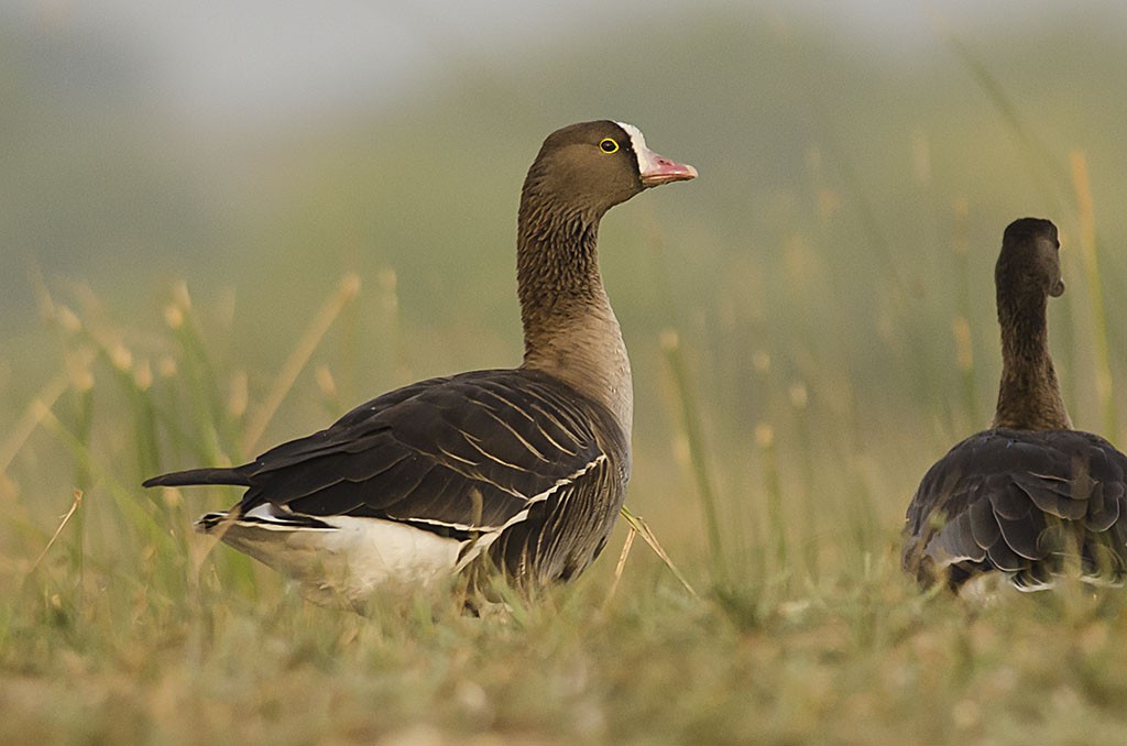 Lesser White-fronted Goose - Kannan AS