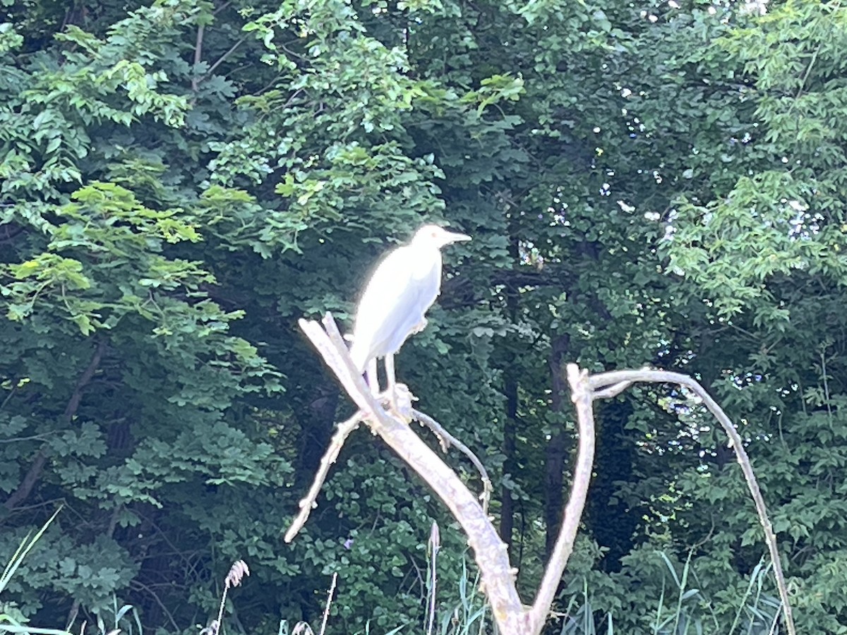 Little Blue Heron - ML596479581