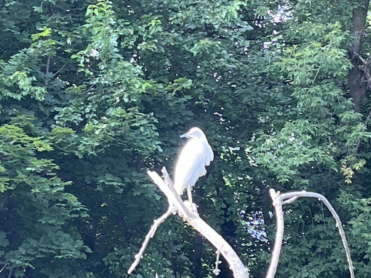 Little Blue Heron - ML596479631