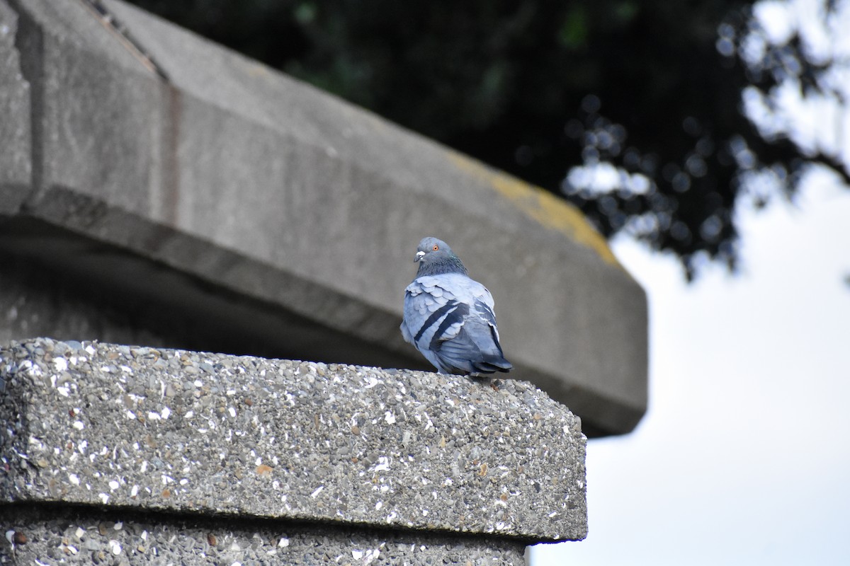 Rock Pigeon (Feral Pigeon) - ML596480171