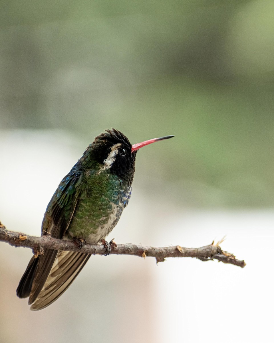 Colibrí Orejiblanco - ML596480781
