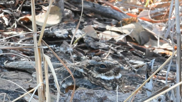 Spotted Nightjar - ML596481571