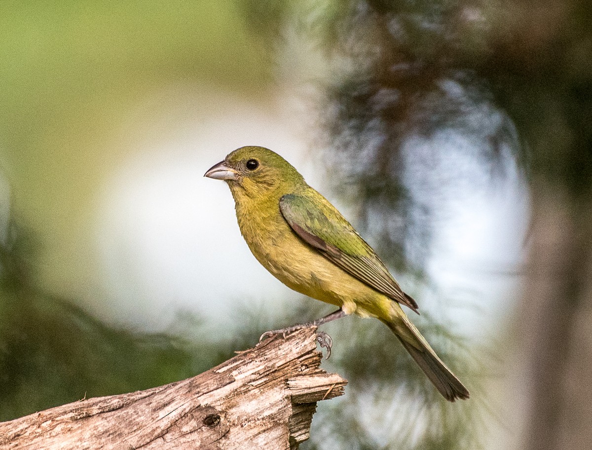 Painted Bunting - ML596481841