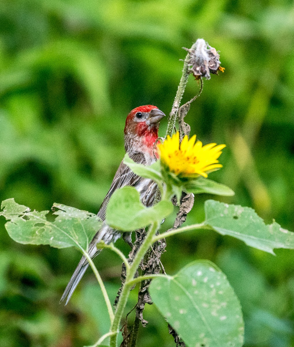 House Finch - ML596482371