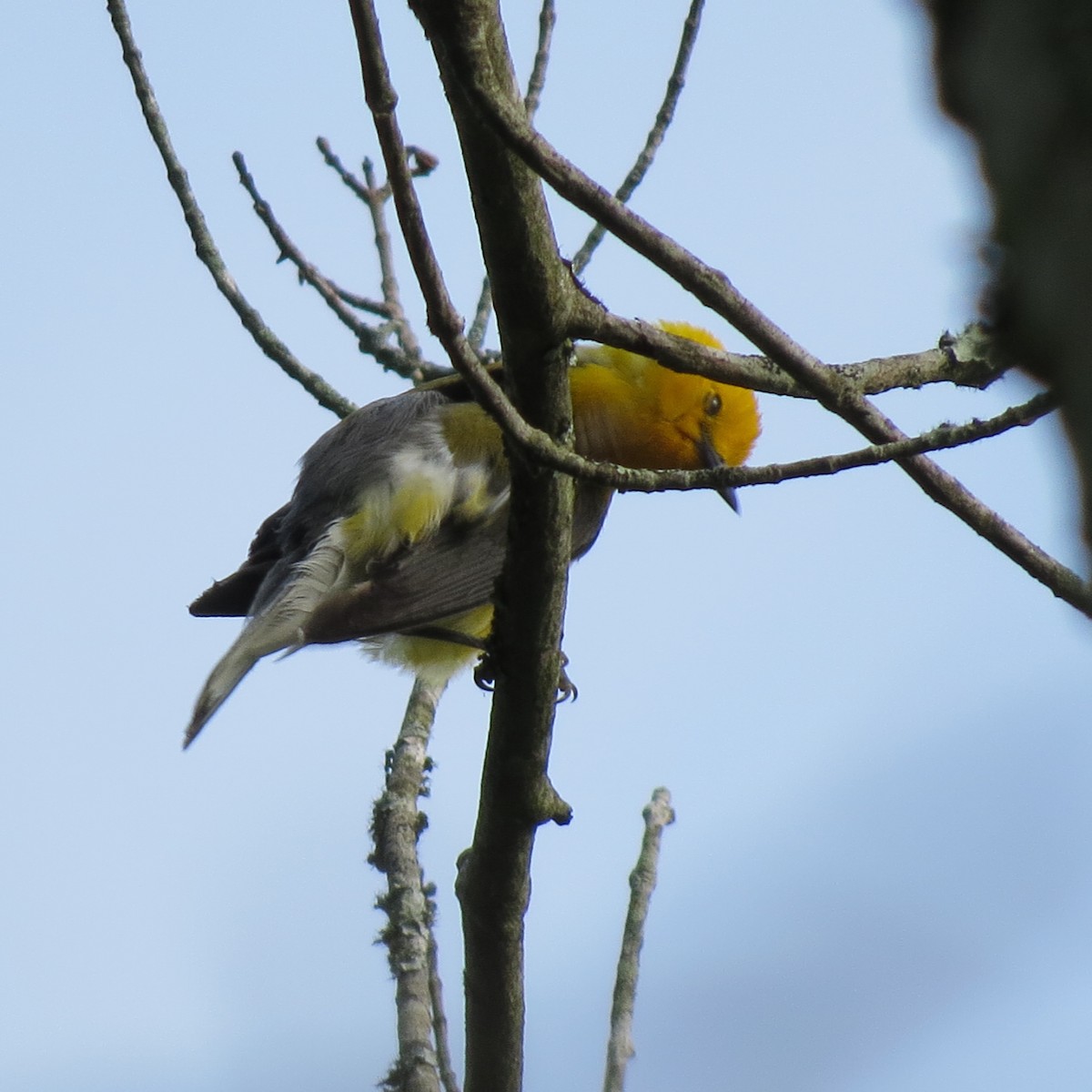 Prothonotary Warbler - ML596482481
