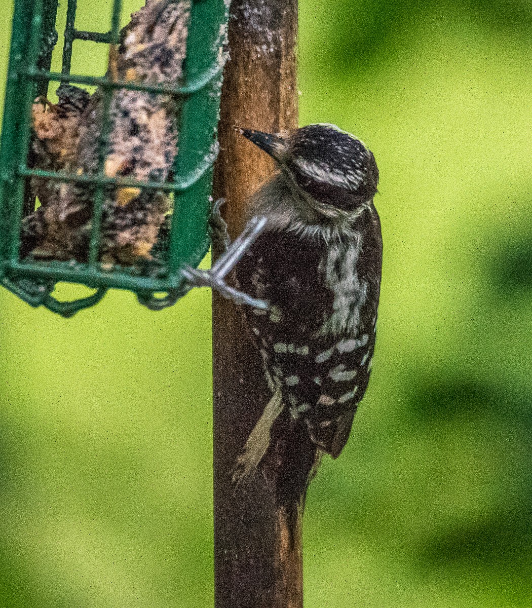 Downy Woodpecker - ML596483131